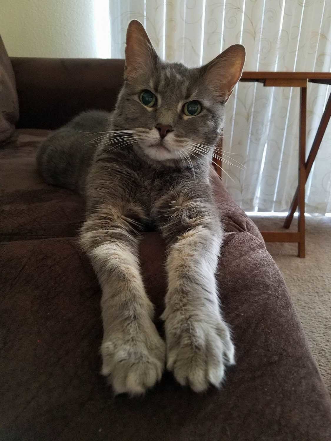 Pic of the Litter: Shadow